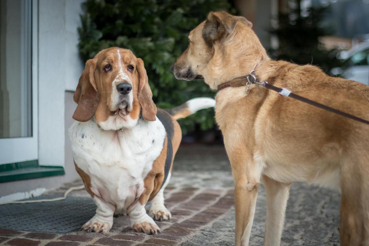 Hotel Magdalena Im Zillertal - Urlaub Mit Hund Ried im Zillertal Exterior foto